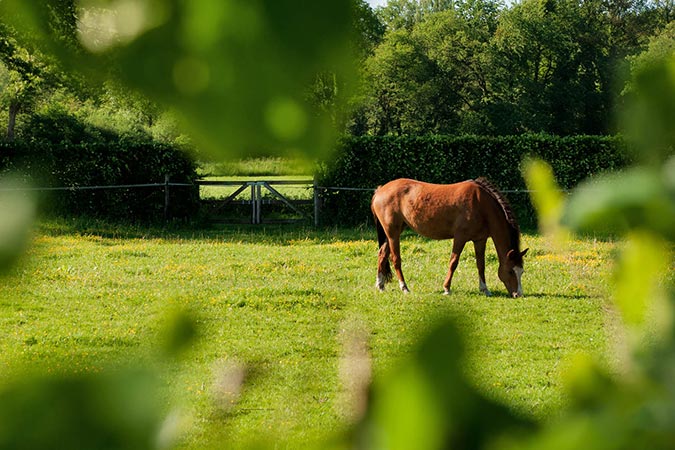 Weide Groepsaccommodatie Weidezicht
